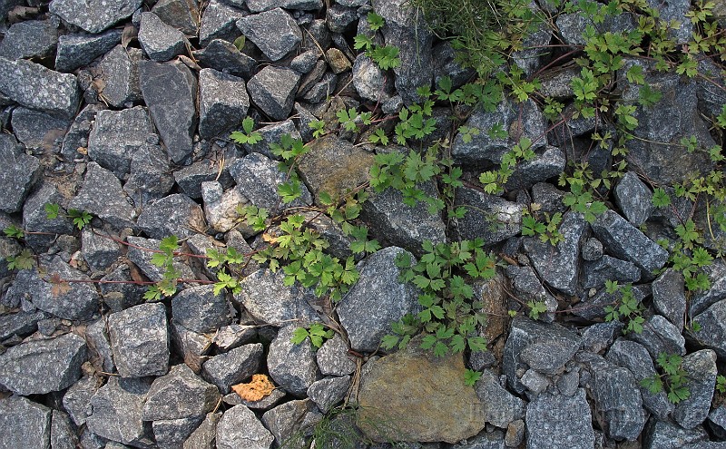 IMG_9190.JPG