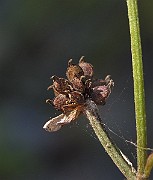 IMG_9207