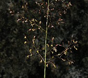 IMG_4386