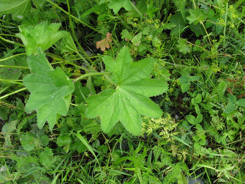 IMG_6603.jpg
