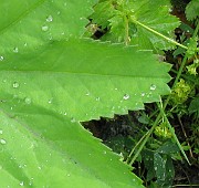 IMG_6603b