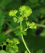 IMG_6606