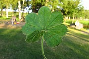 IMG_2664