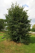 IMG_7223