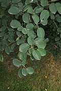 IMG_7227