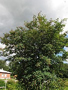 IMG_7987