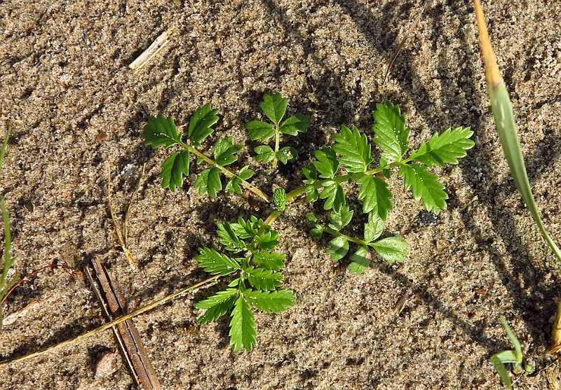 IMG_2587.JPG -                                
