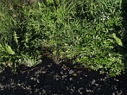 IMG_9899