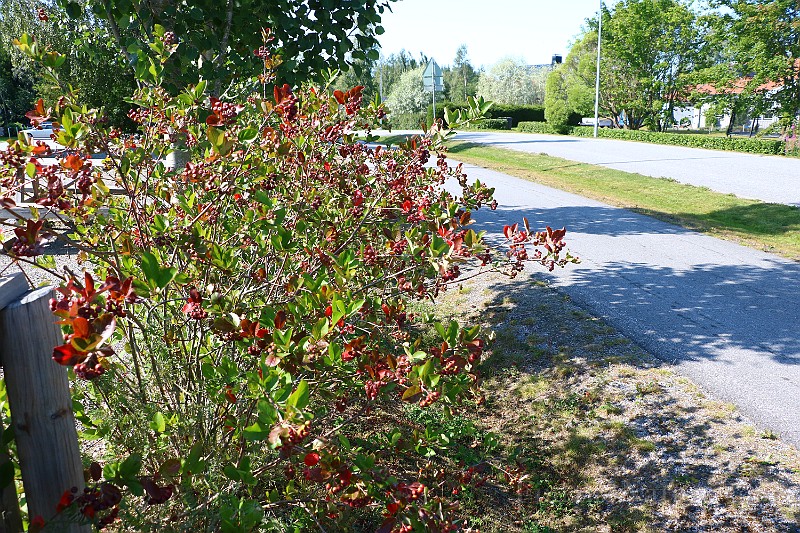 IMG_6622.JPG