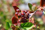 IMG_6624