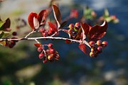 IMG_6629