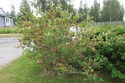IMG_7047