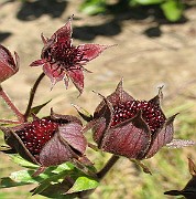 IMG_3436