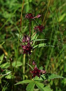 IMG_9801