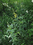 IMG_3845