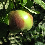IMG_4774