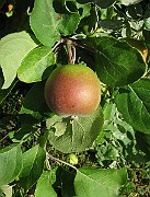 IMG_4776