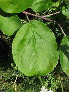 IMG_4777