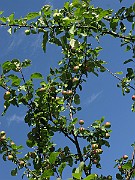 IMG_4779