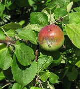 IMG_4782