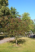 IMG_7052