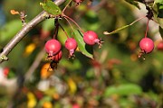 IMG_7055