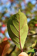 IMG_7057