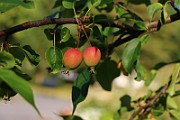 IMG_7068
