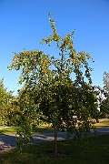 IMG_7071