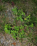 IMG_1620
