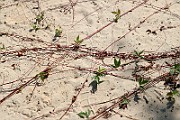 IMG_6295