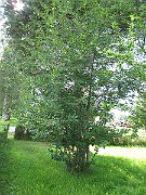 IMG_8014