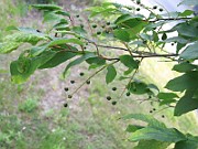 IMG_3924