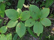 IMG_4296b