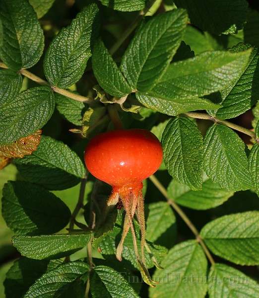 IMG_7041.JPG