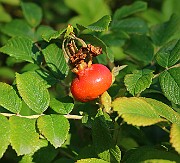 IMG_7043