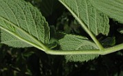 IMG_7825