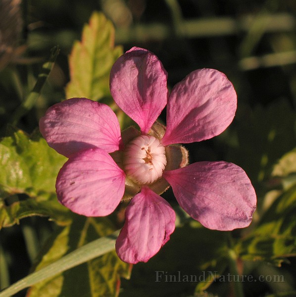 Rubus_arcticus2.jpg