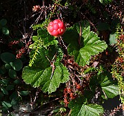 IMG_0101