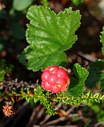 IMG_0106