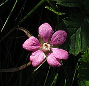 IMG_9029