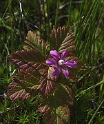IMG_9796