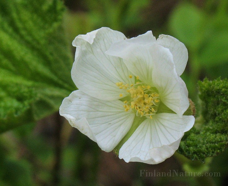 Rubus_chamaemorus1.jpg