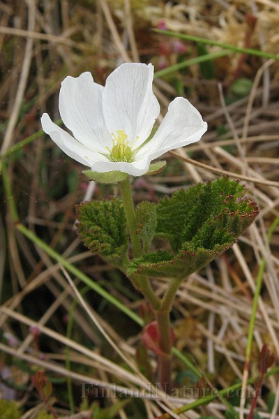 Rubus_chamaemorus4.jpg