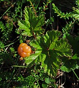IMG_8204