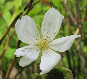 Rubus_chamaemorus3