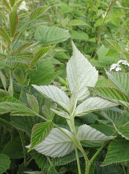 Rubus_idaeus3.jpg