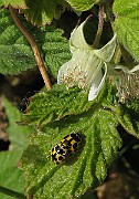 Rubus_idaeus5