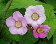 IMG_2637b