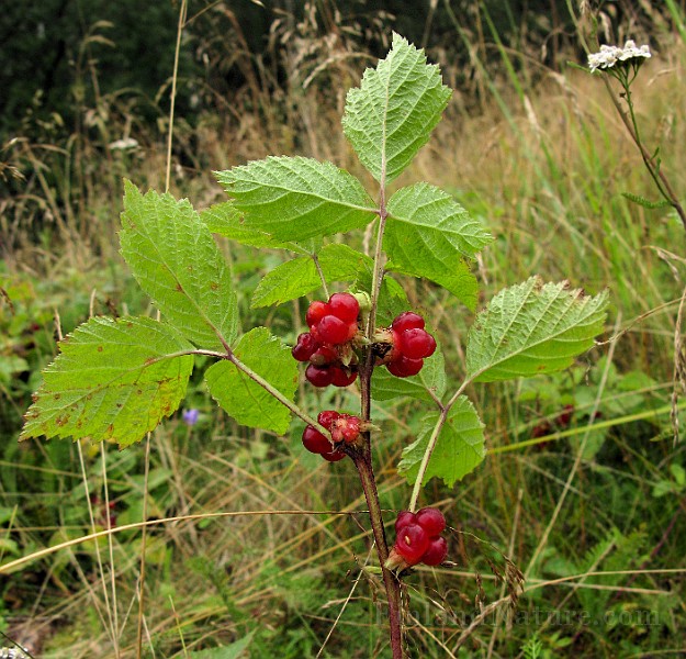 IMG_5899.jpg
